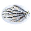 SL Salaca BALTIKA de mare cu condimente  800g
