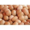 Oua de gaina brune L 10 buc GUSTOVO