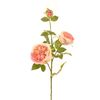 Trandafir Austin de toamna 3 muguri 75cm Crem-roz CASA MASA