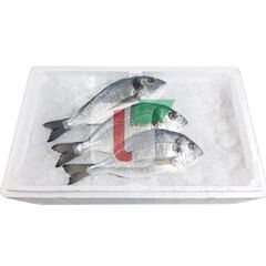 Dorada fresh 400-600,kg OCEAN FISH