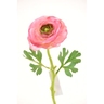 Ranunculus 32cm Roz